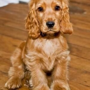Cocker Spaniel
