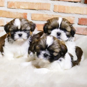Shih tzu